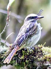 Streaked-Flycatcher