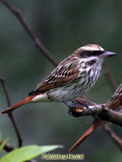 Streaked Flycatcher