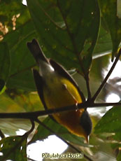 Tropical Parula