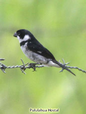 Varialble seedeater