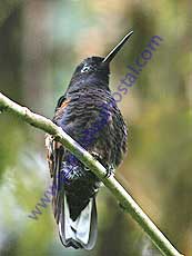 Velvet-purple-Coronet