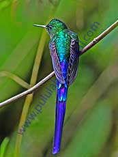 Violet-tailed_Sylph