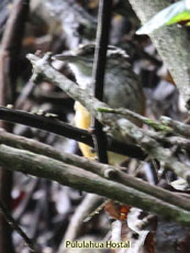 Warbling Antbird