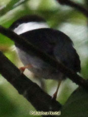 White-bearded Manakin