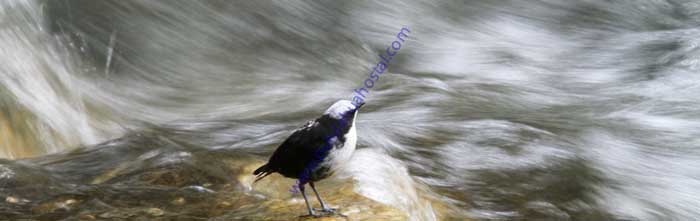 White-capped-Dipper