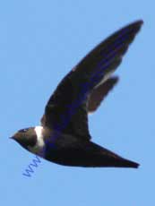 White-collard-Swift