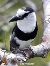 White-necked Puffbird