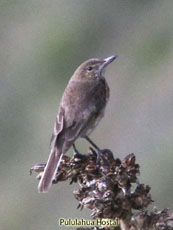 White-tailed Shrike-Tyrant