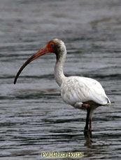 White Ibis