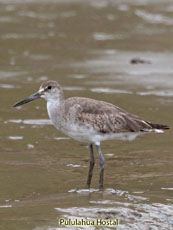 Willet