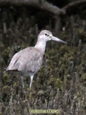 Willet