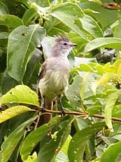 Yellow-bellied Elaenia