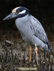 Yellow-crowned  Night Heron